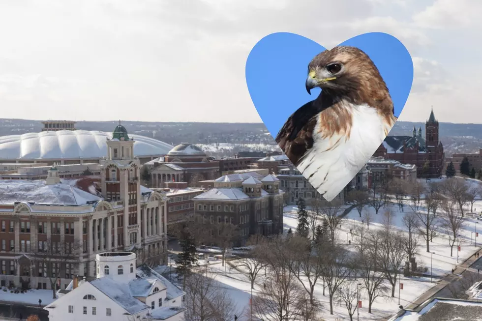 Sue, Syracuse University's Famous Red-Tailed Hawk, Has Died