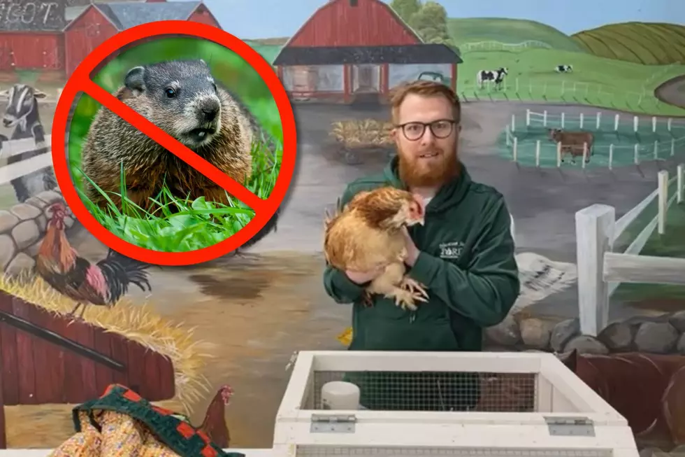 New York's Weather-Predicting Chicken Disagrees with Groundhog?