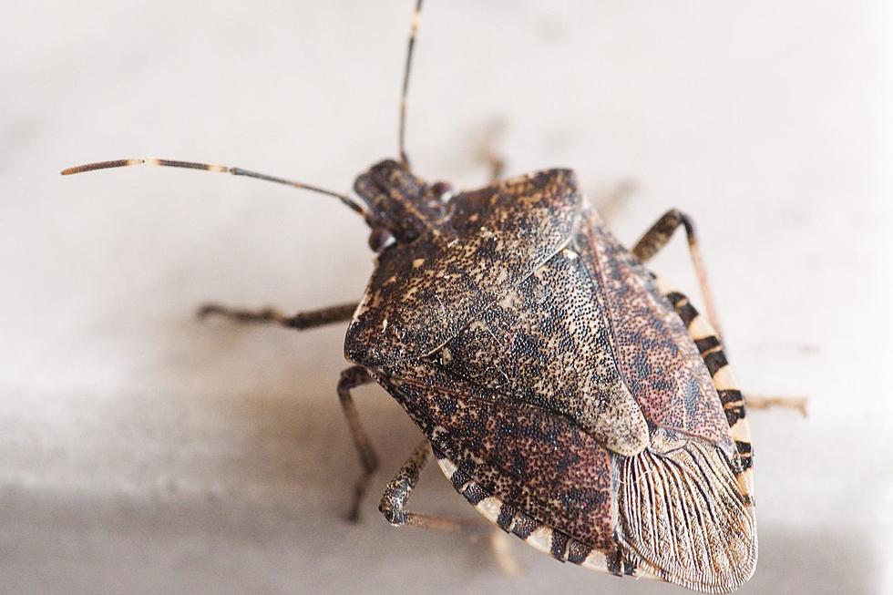 6 Cold Weather Pests Looking for Warmth in New York Homes