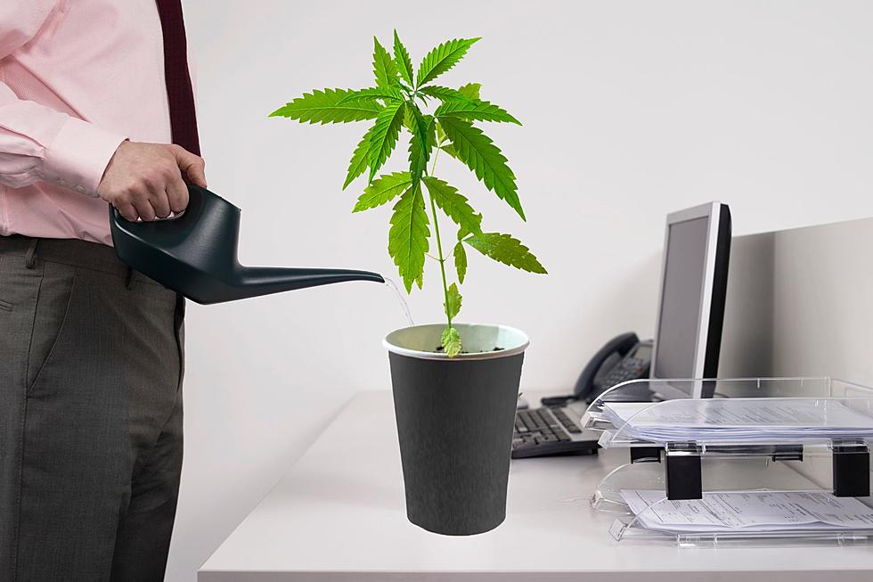 My Co-Workers Have Office Plants, Would a Pot Plant Be Legal?