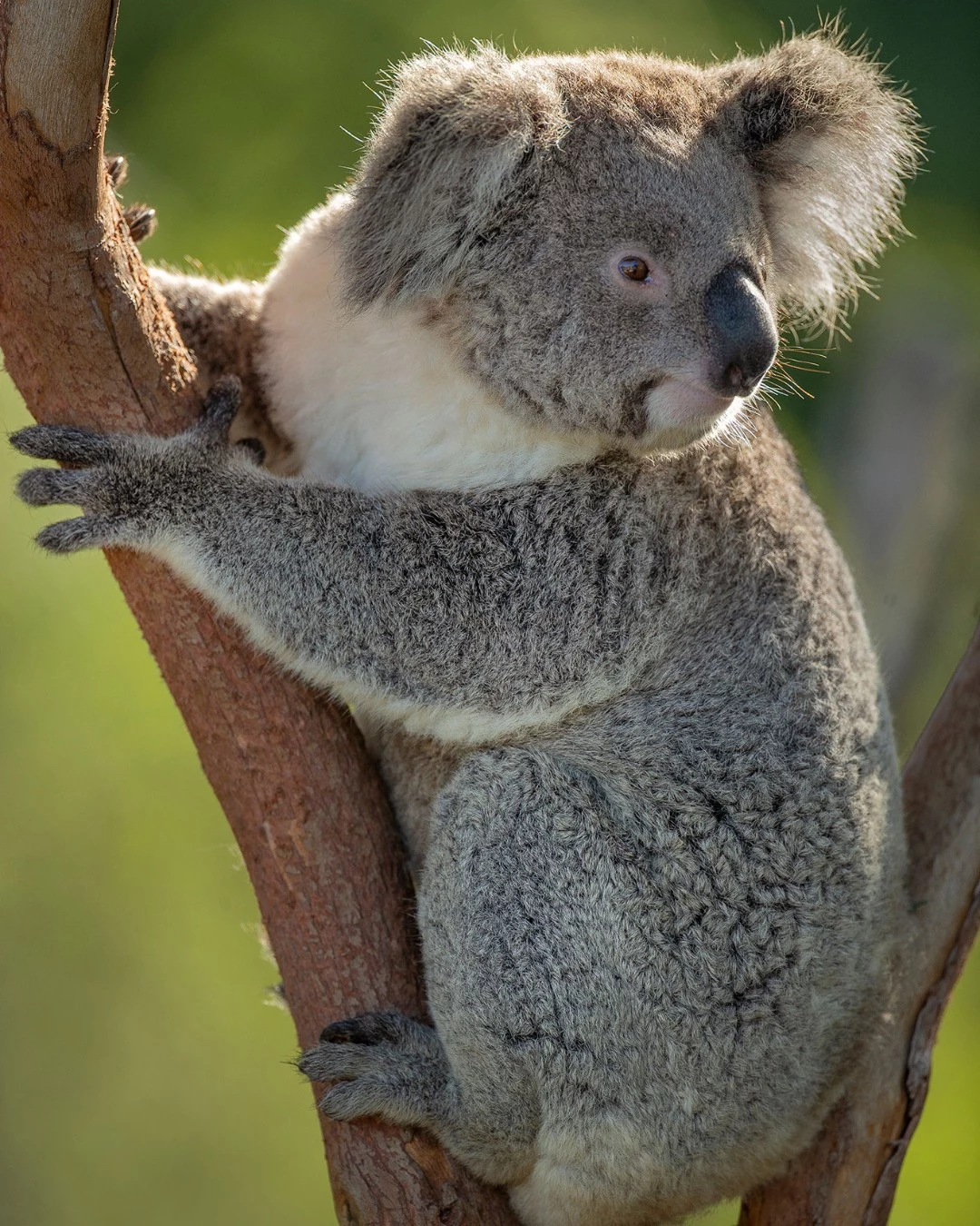 Cute Koalas on Loan to CNY Zoo This Summer: Come See 'em!