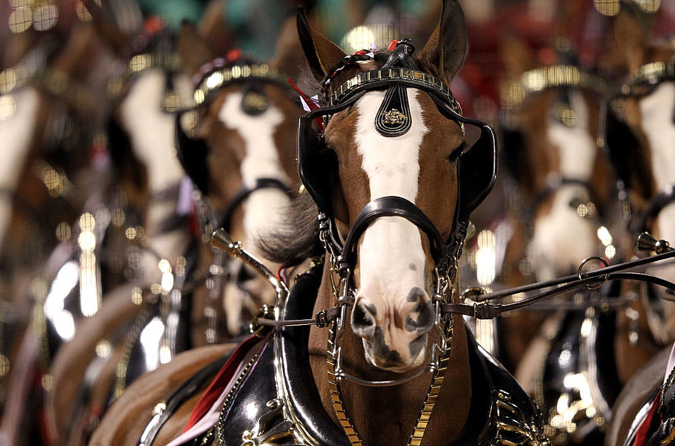 See World Famous Budweiser Clydesdales, Galloping Into Central NY