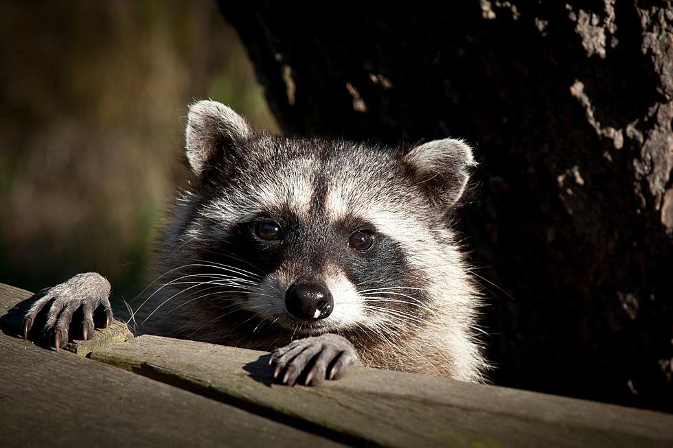 Geneva Man Sets Racoon on Fire for Social Media, Faces Animal Cruelty Charges