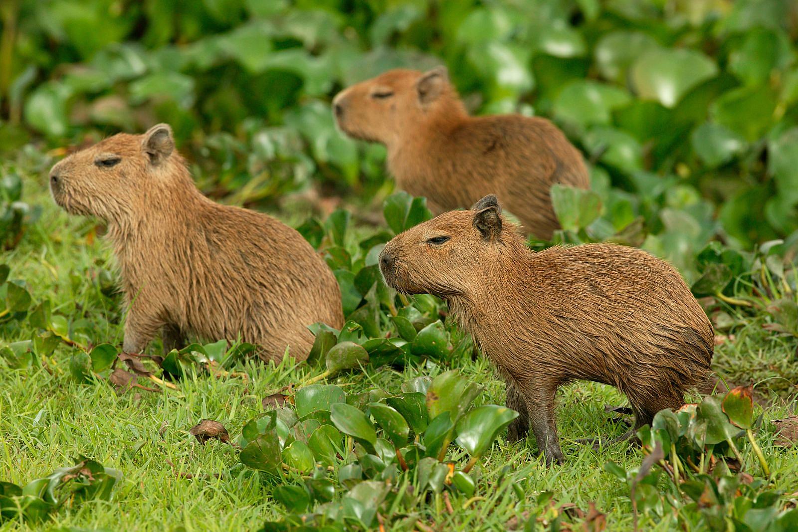 Hang Out With Capybara Babies at the Snake Farm!