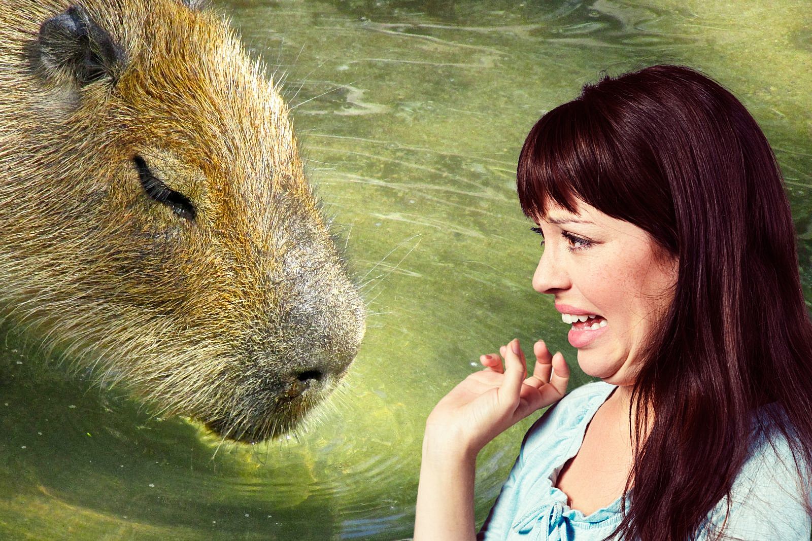 Capybara: the charming, largest rodent living in South America