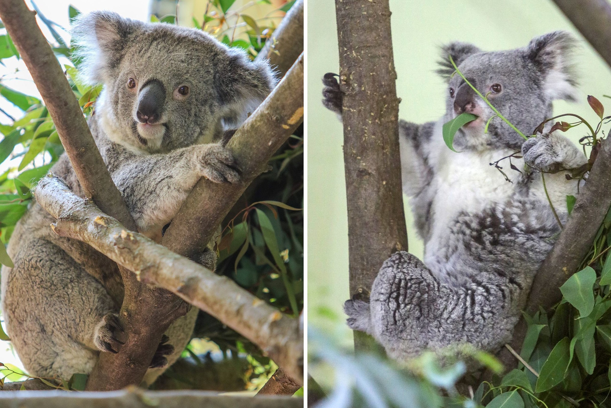 YUSDECOR Cute Babies Raccoon Deer Fox Giraffe Monkey Koala