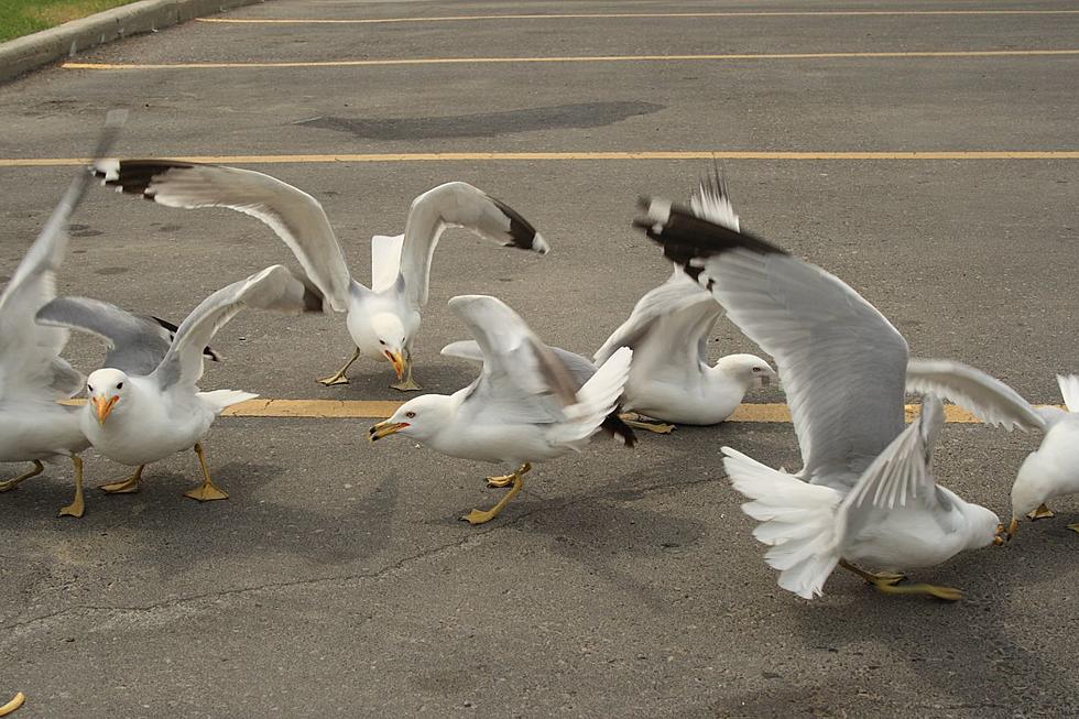 Walmart Enigma: Why Do Seagulls Love Their Parking Lots So Much?