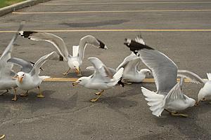 The Walmart Enigma: Why Do Seagulls Love Their Parking Lots So...