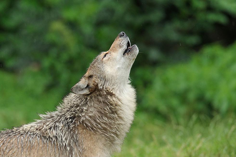 Get Up Close with Wolves at 17th Annual CNY &#8216;Spirit of the Wolf&#8217; Festival