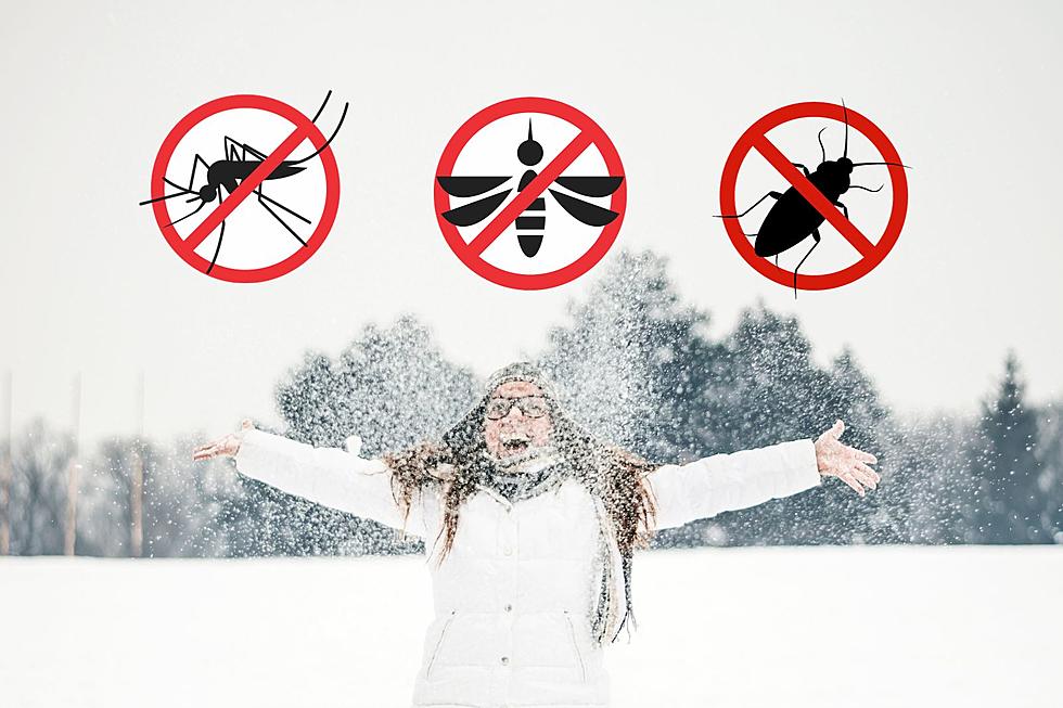 6 Aggravating Bugs We're Excited to Escape During Winter in CNY