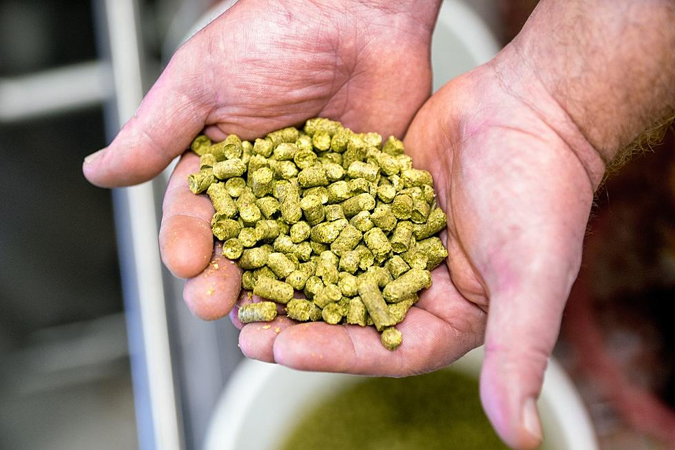 Upstate NY Brewery Grows Rare Hop Strain You Can’t Find Anywhere Else