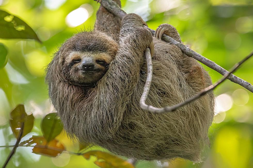 New York Animal Sanctuary Sparks Fury, Accused of Sloth Abuse