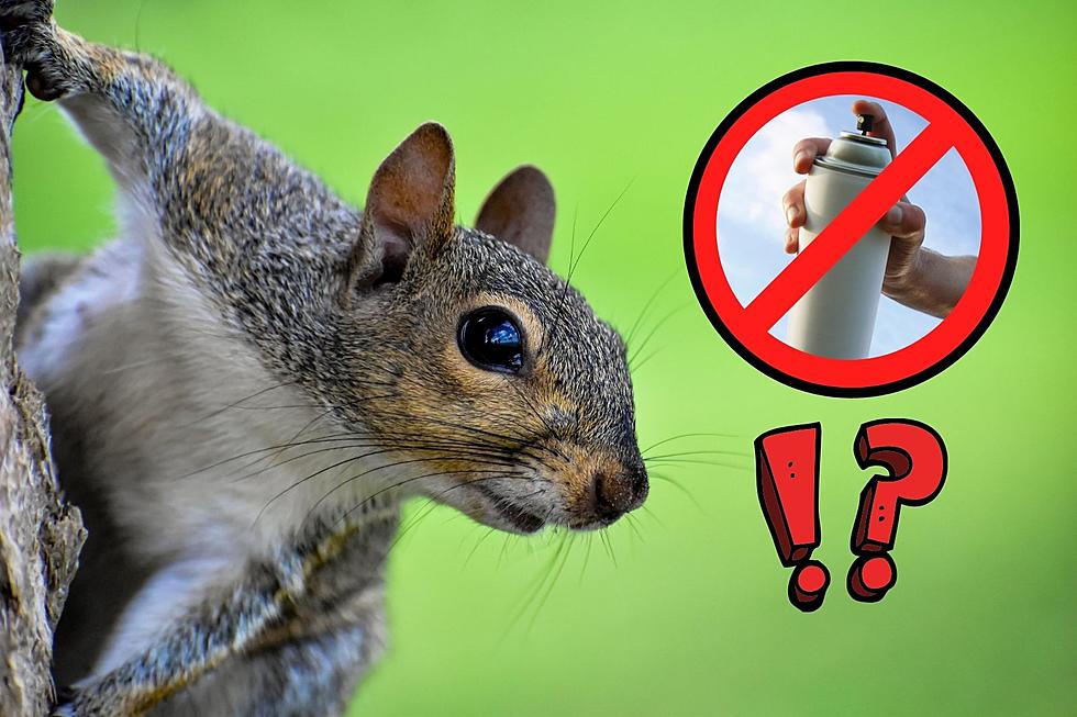 Upstate NY Man Arrested for Cruel Act of Spray-Painting Squirrels