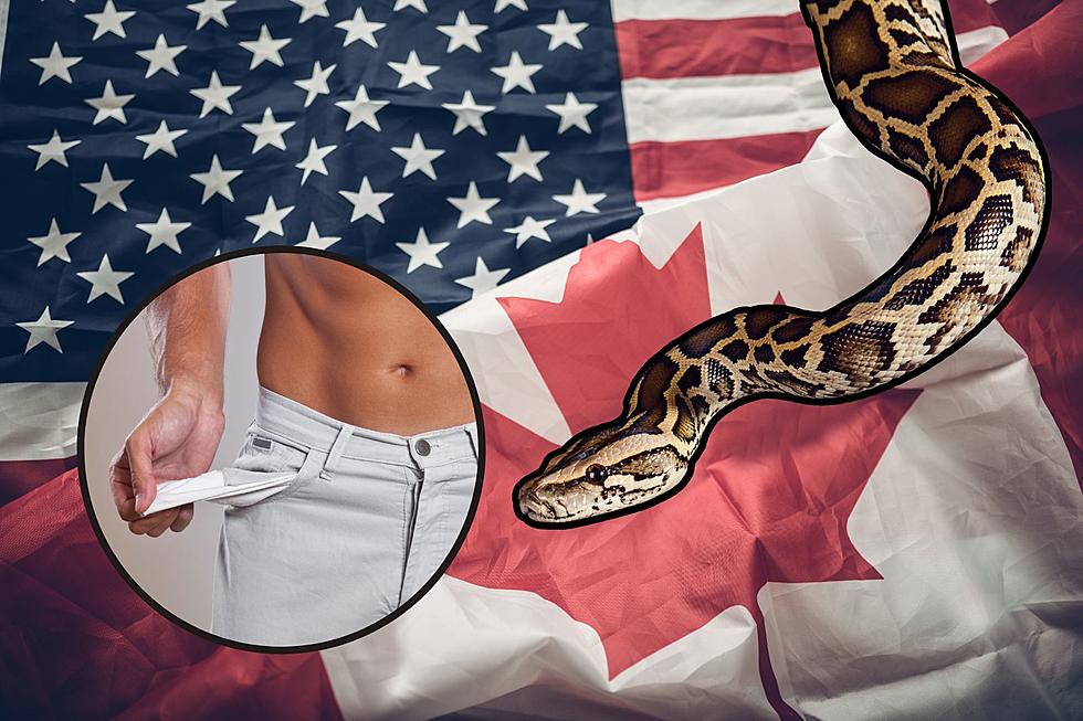 New York Man Busted at Border for Smuggling Pythons in Pants