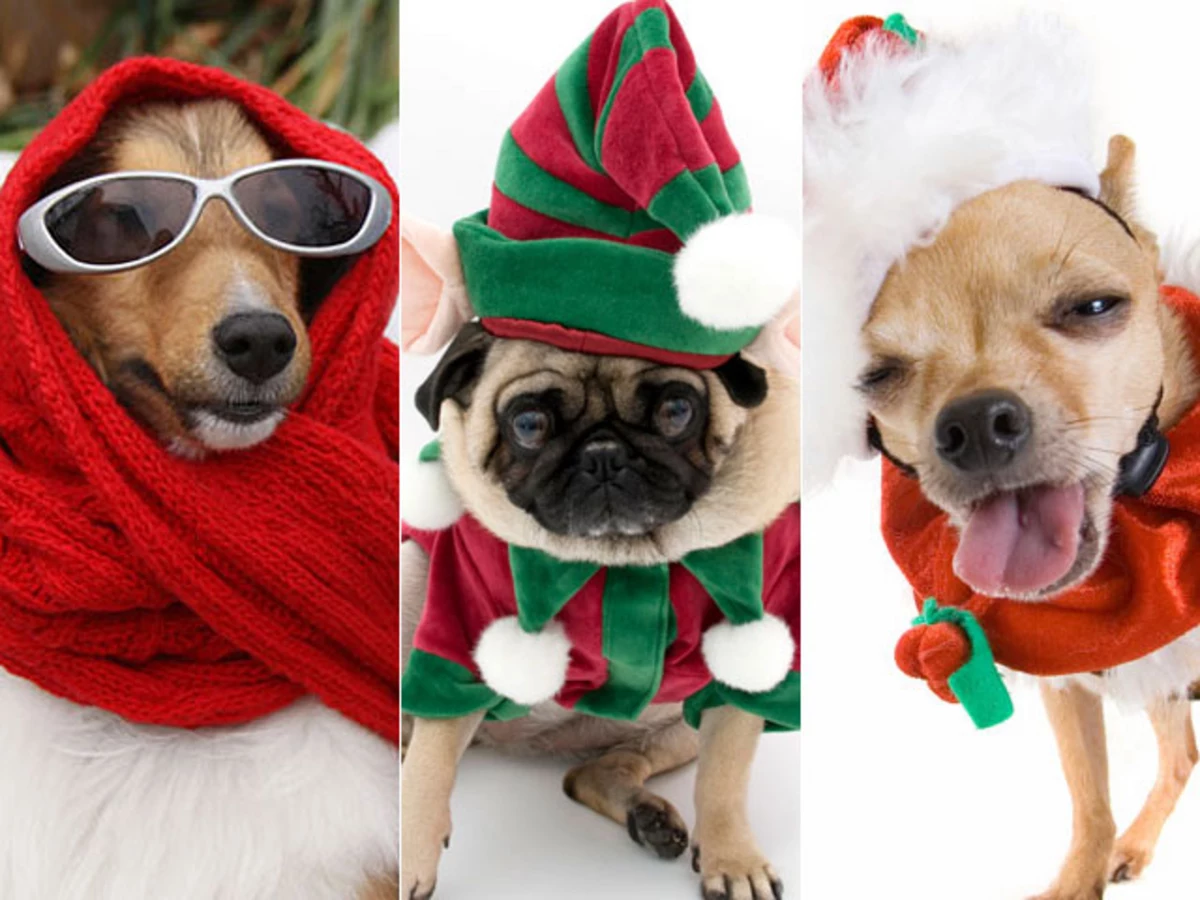 Enter our 2020 Christmas Pet Photo Contest