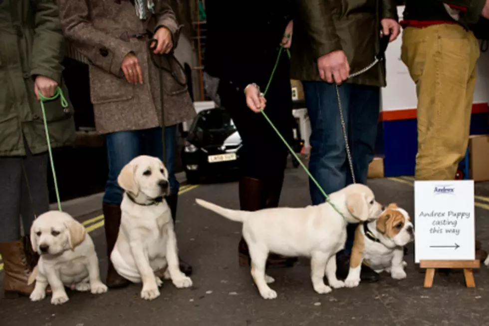 Six Puppies Miraculously Survive After Being Left in Suitcase