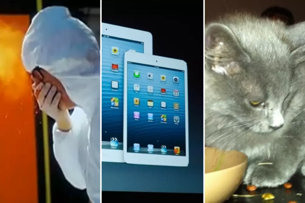Do You Shake Hands, iPad Mini For Christmas, and Rescued Kittens – Terry’s Weekend Recap