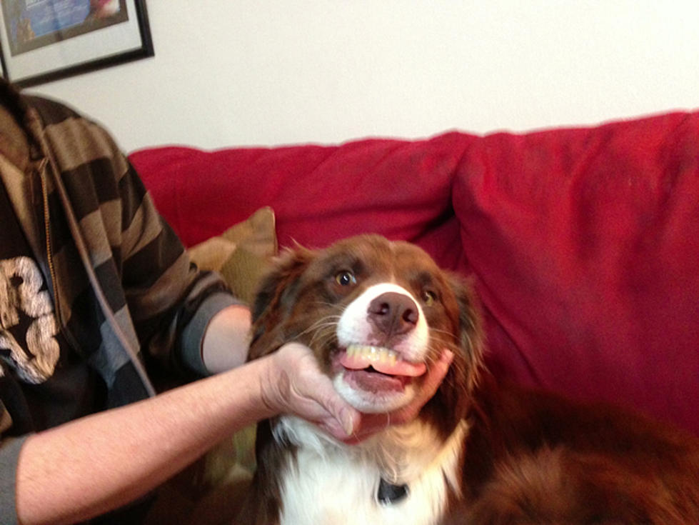 Terry’s Bad Idea of the Day: Dog With Dentures