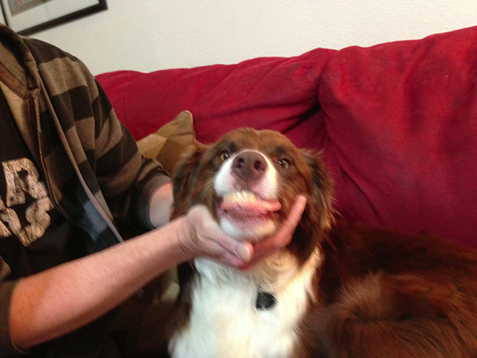 Terry&#8217;s Bad Idea of the Day: Dog With Dentures