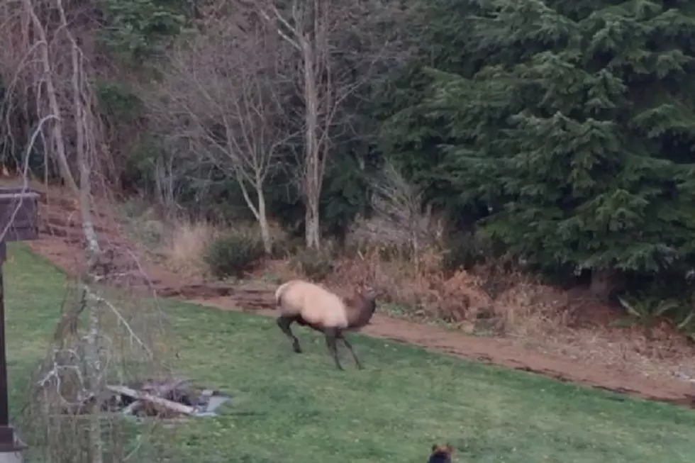 Dog and Elk Participate in Fun Backyard Game of Chase 