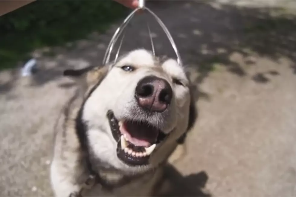 Enjoy This Video of a Husky Getting a Head Massage [Video]