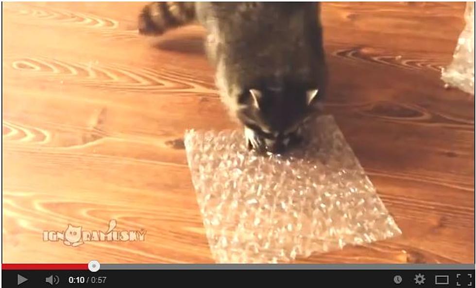 Raccoon vs Bubble Wrap 