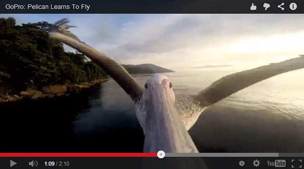 Go-Pro Camera Captures a Birds-Eye View of a Pelican Learning To Fly