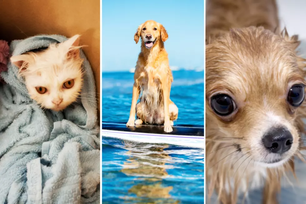 Wet Pet Photo Contest &#8211; Submit Your Photos! [Contest]