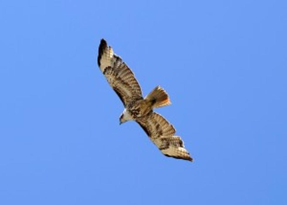 Why Do Hawks Swoop at People?