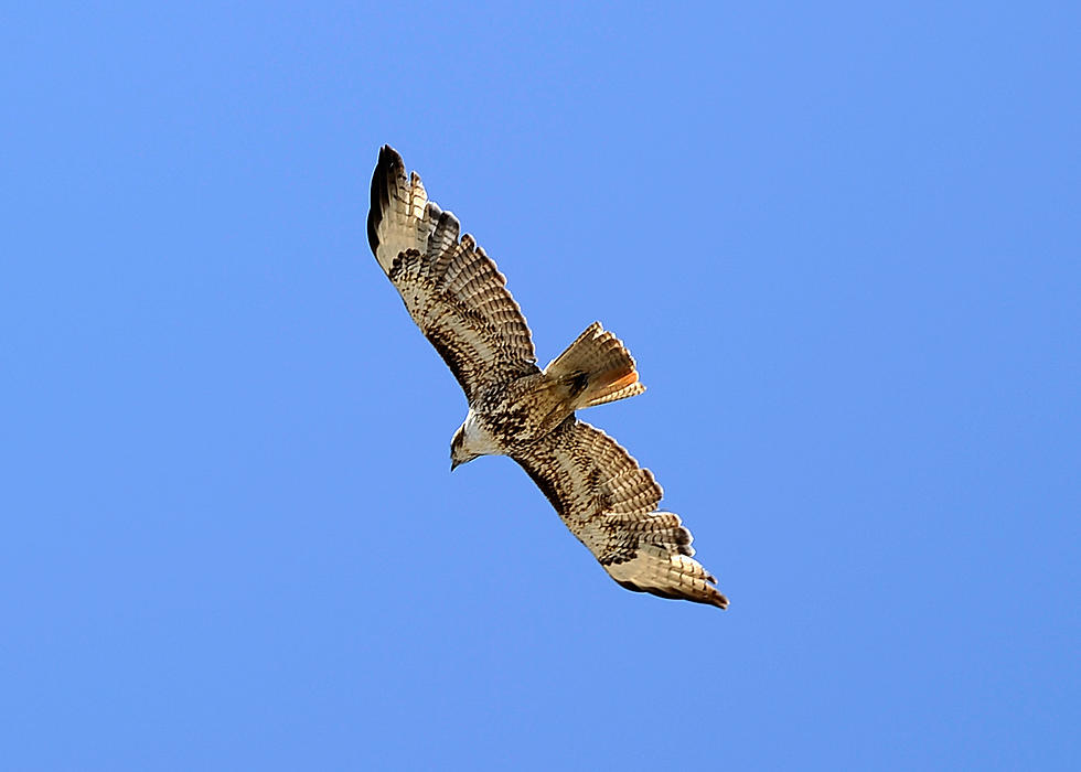 Why Do Hawks Swoop at People?