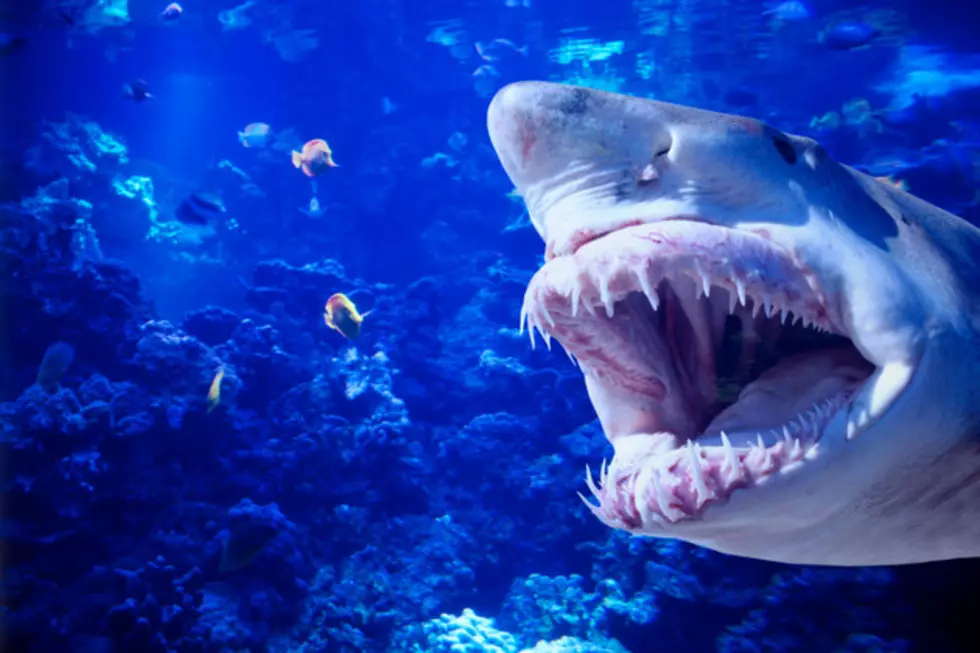 Celebrate Shark Week With Jaws And Splash N Flick