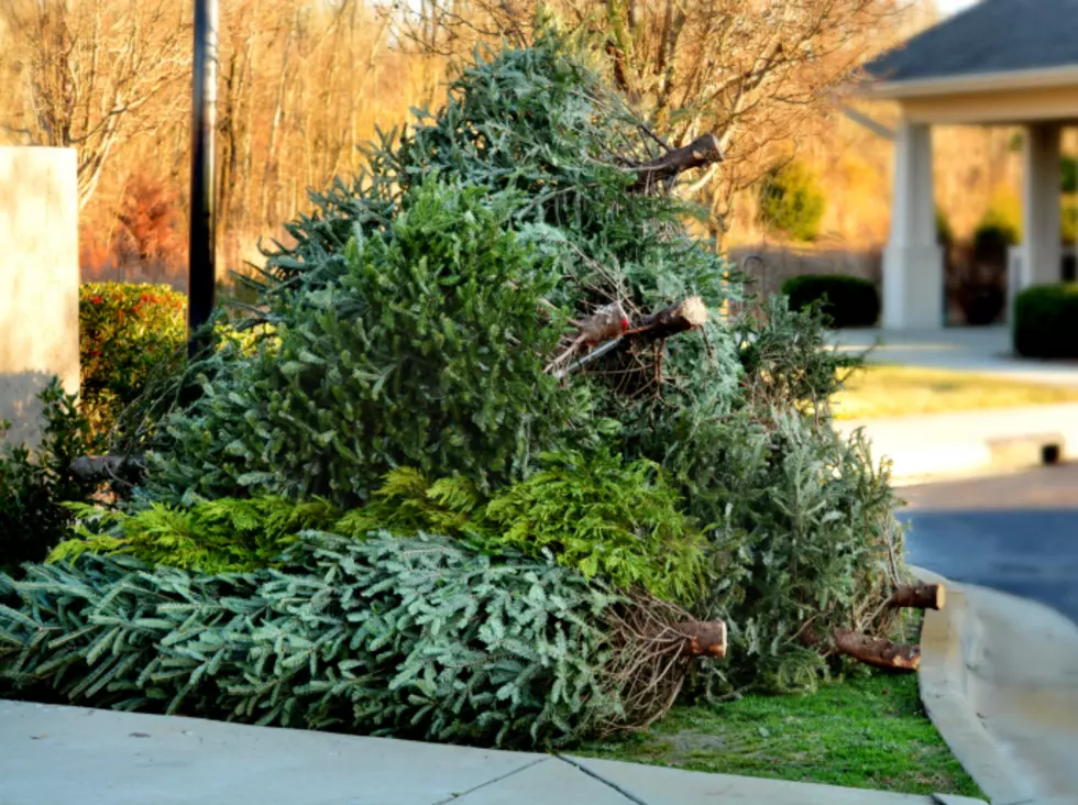 There Is Free Christmas Tree Disposal For Everyone In Twin Falls