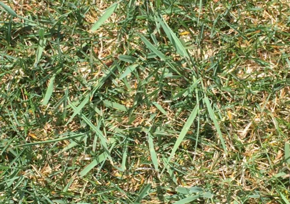 Can You Identify This Grass That&#8217;s Invading My Lawn?