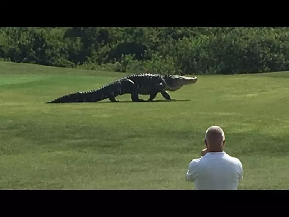 Giant Alligator On Florida Golf Course [Video]