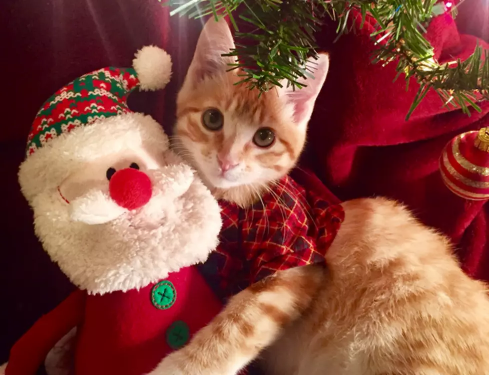 2016 Christmas Pet Photo Contest Winner Announced