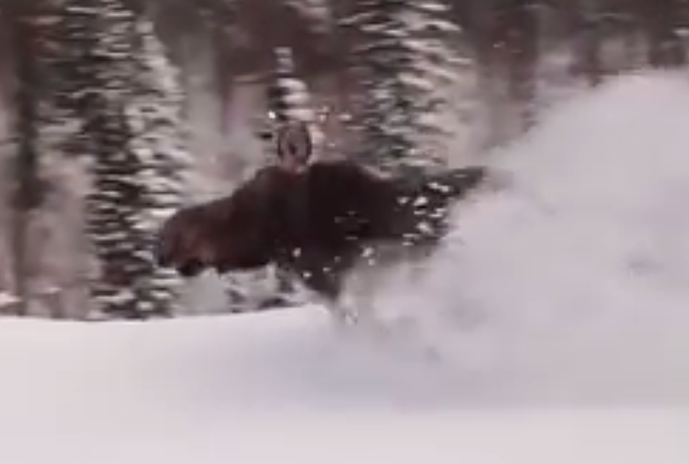 Watch This Moose Plow Through Snowdrifts Like a Freight Train