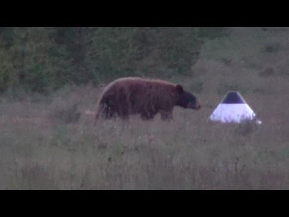 Montana Brown Bear Steals Laptop