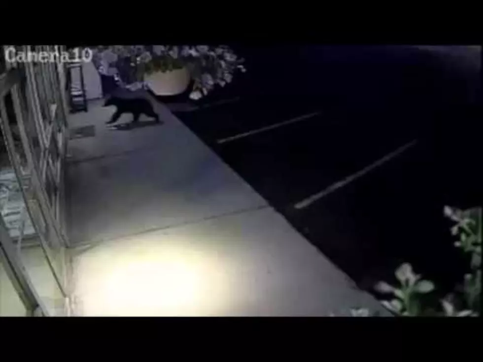 Watch this Bear Attempt to Break into a Hardware Store in Washington State