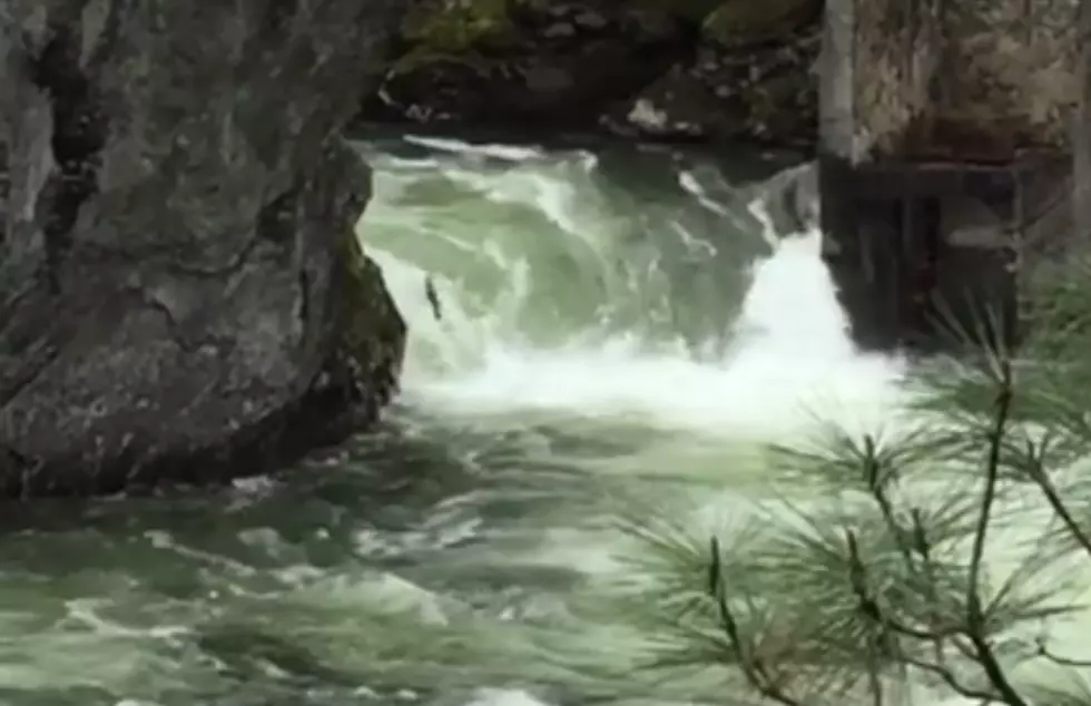 Watching Salmon Jump Selway Falls Will Make You Want to Fish