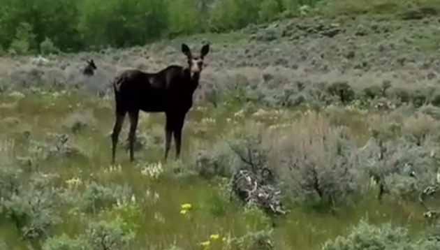Moose On The Loose In Residential Nampa Area