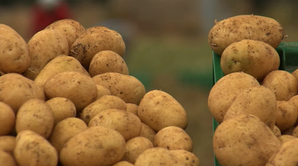 This is a True Idaho Potato Love Story