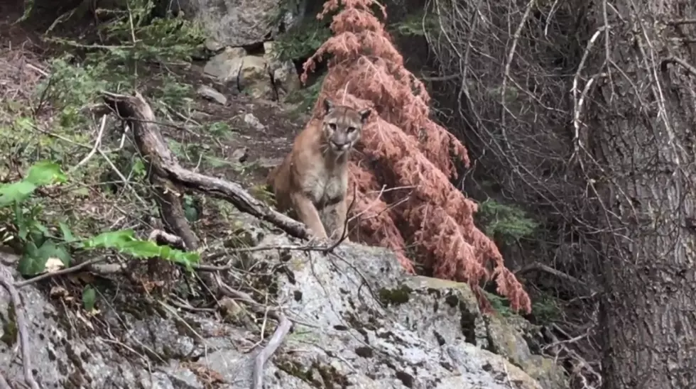 Mountain Lions Are the Reason I Don’t Hike in Idaho