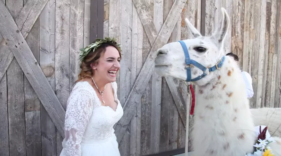 Recent Wyoming Wedding Featured Llamas, Because It's Wyoming