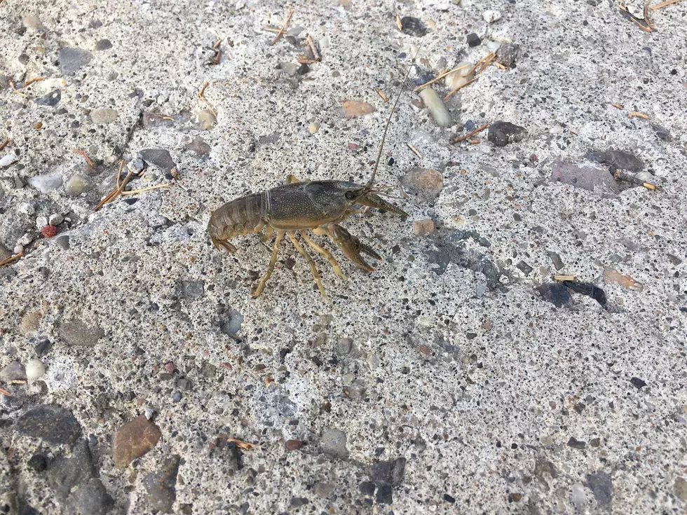 We Found Crayfish Outside our Studio in Twin Falls