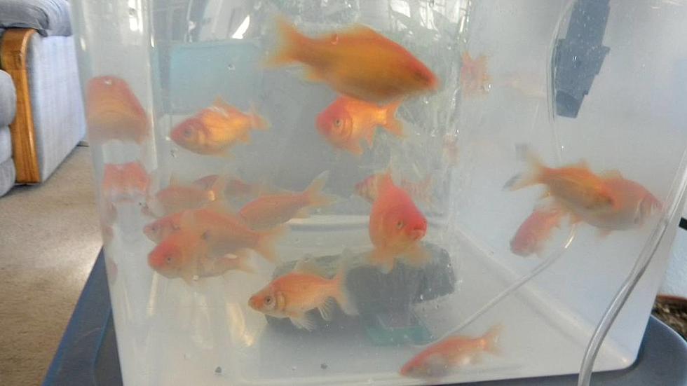 Free Goldfish Up for Grabs on Twin Falls Craigslist