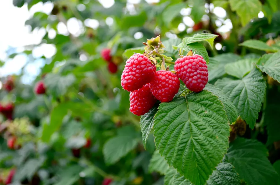 Raspberries At CSI’s U-Pick Garden Are Ready For You