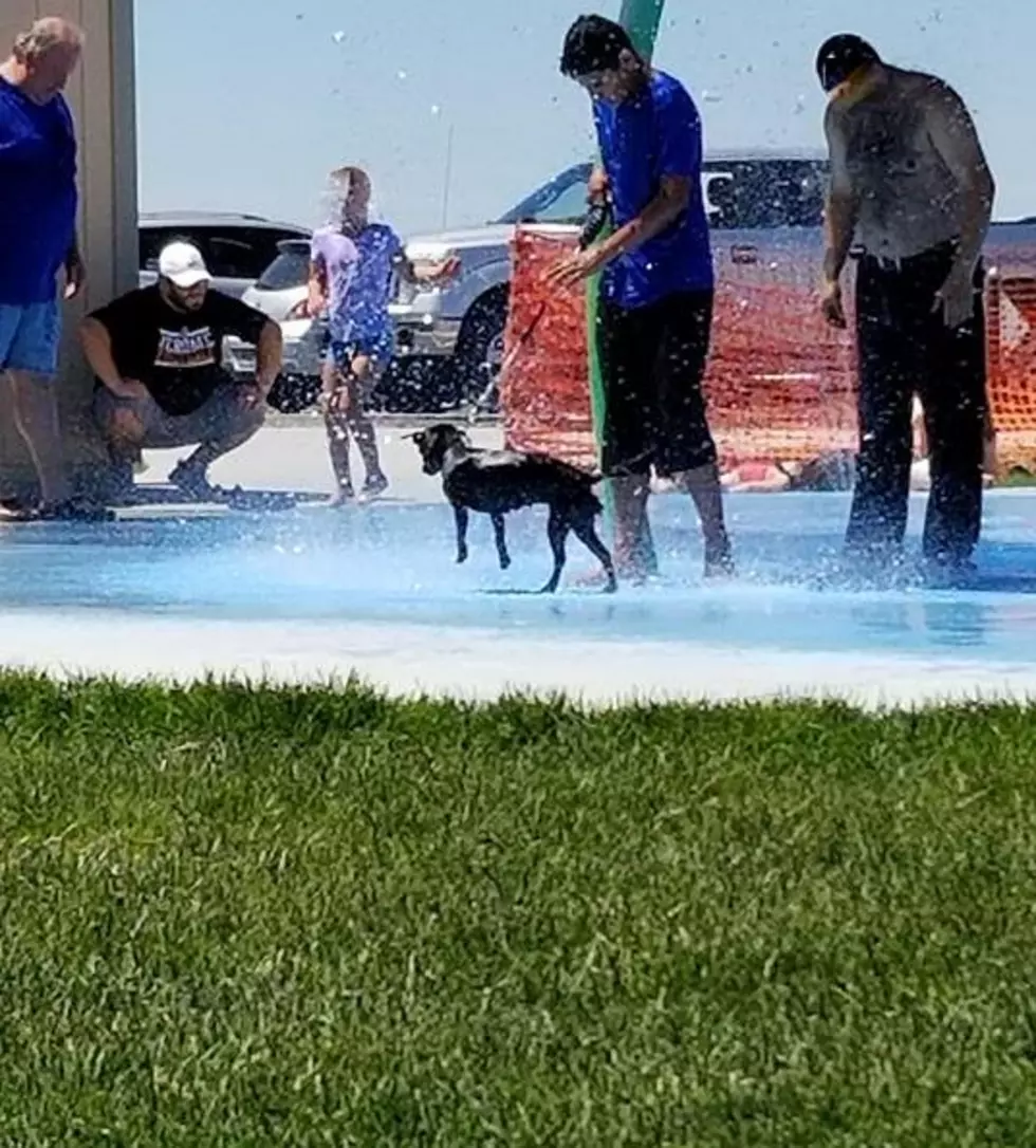 Should Dogs Be Allowed In Twin Falls Splash Park? [Poll]