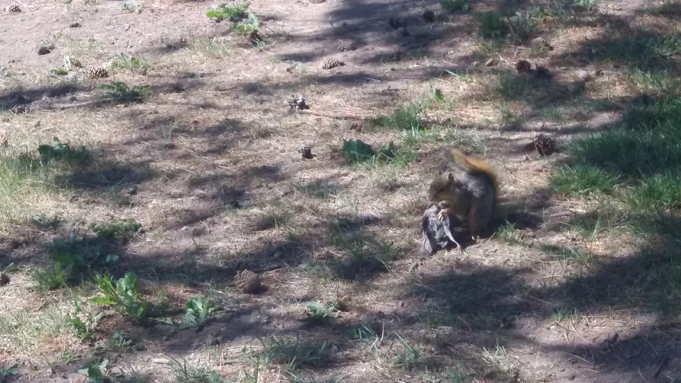 Warning: Killer Squirrels at Twin Falls Radio Station