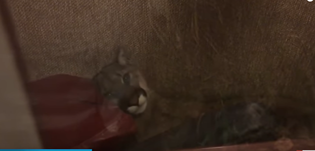 Oregon Woman Finds Napping Cougar On Her Couch