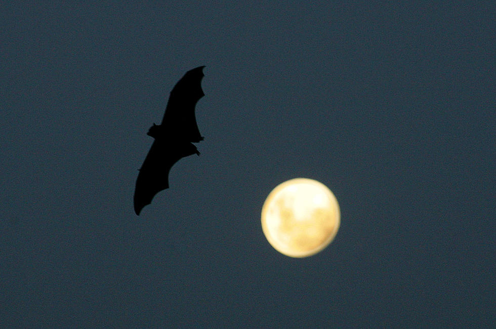Public Health Officials Urge Caution After Bat Tests Positive for Rabies